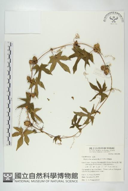 雙輪瓜藏品圖，第1張