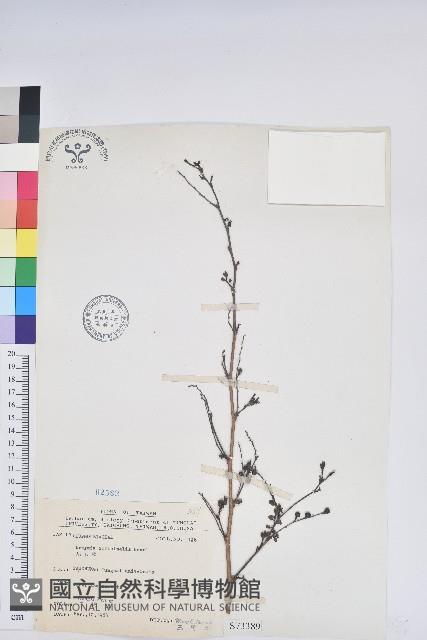 紅仔珠藏品圖，第1張