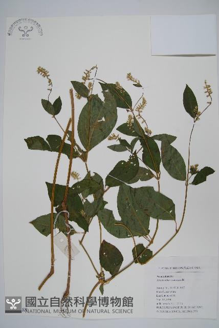 牛膝藏品圖，第1張