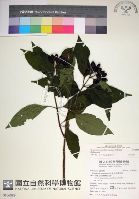 玉葉金花藏品圖，第1張