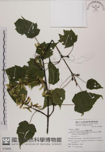 臺灣紅榨槭藏品圖，第1張