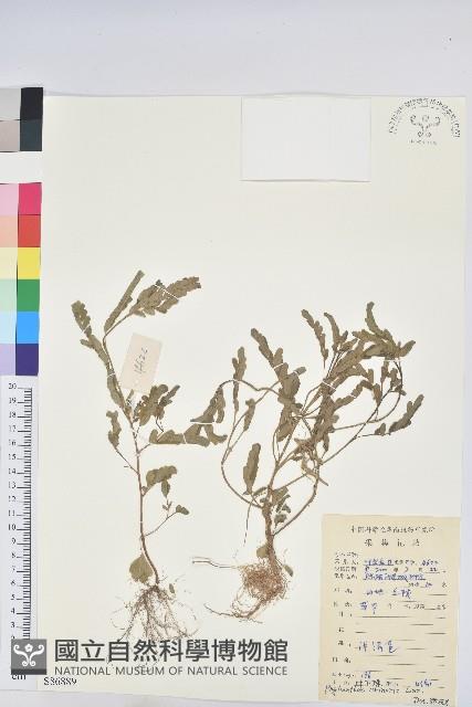 葉下珠、珠仔草藏品圖，第1張