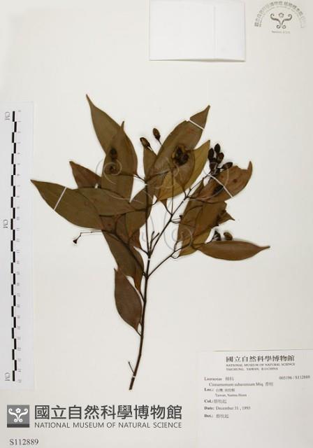 香桂藏品圖，第1張