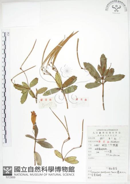 石吊蘭、吊石苣苔藏品圖，第1張