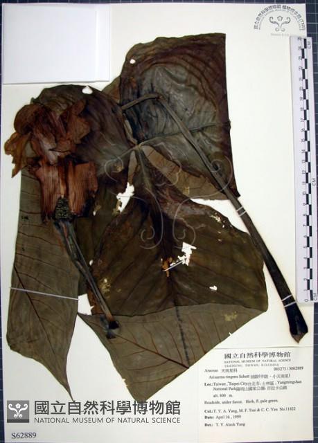 申跋、油跋、小天南星藏品圖，第1張