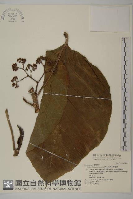 錐頭麻藏品圖，第1張