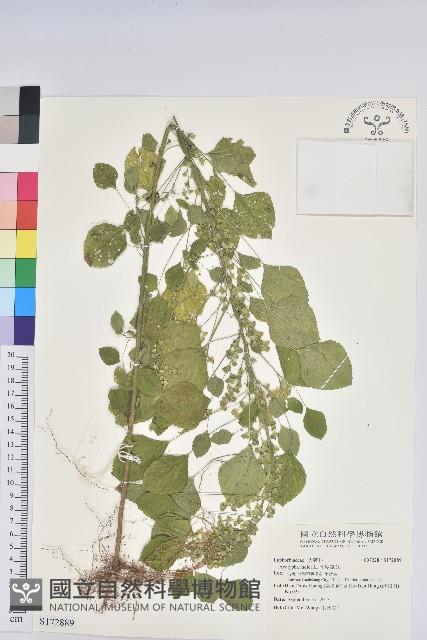 印度鐵莧藏品圖，第1張