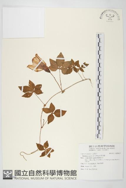 番仔藤藏品圖，第1張