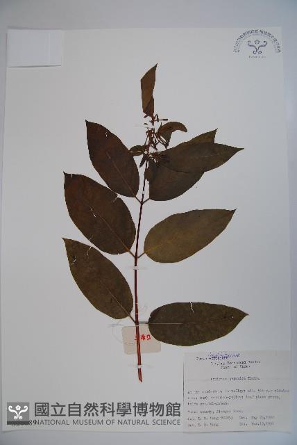 忍冬、金銀花藏品圖，第1張