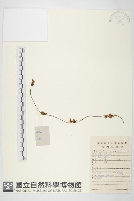 中國菟絲子藏品圖，第1張