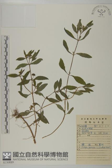 鱧腸藏品圖，第1張