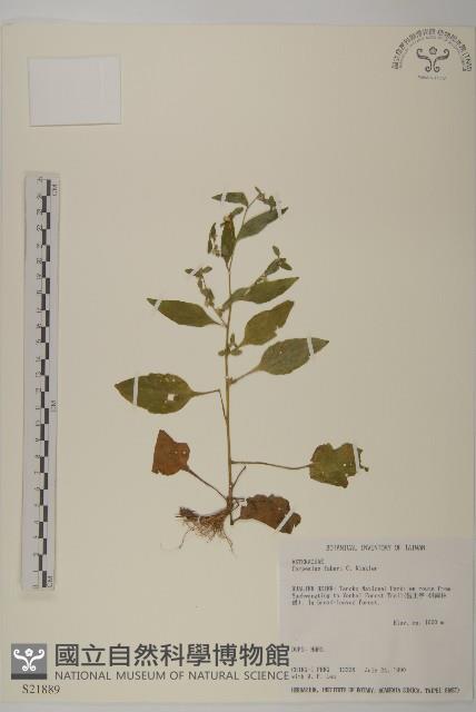 貴州天名精藏品圖，第1張