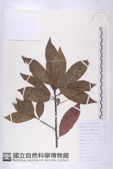 杜英藏品圖，第1張