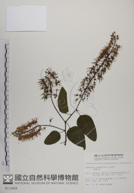 菊花木藏品圖，第1張