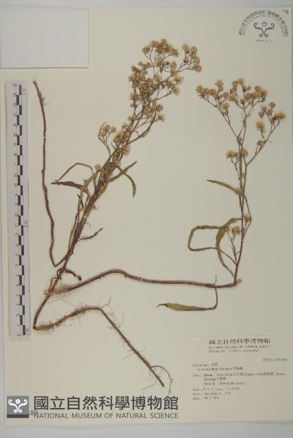 掃帚菊藏品圖，第1張