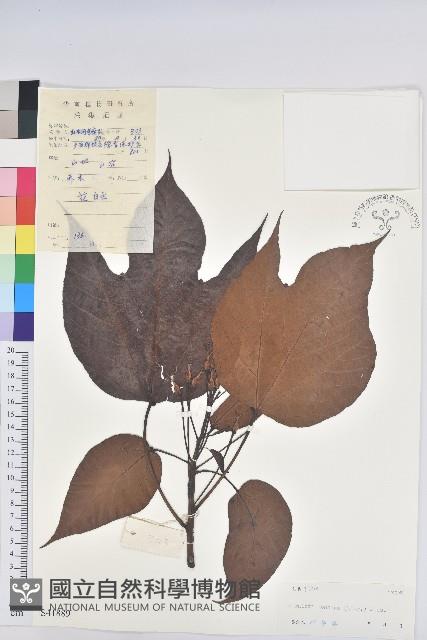 千年桐藏品圖，第1張