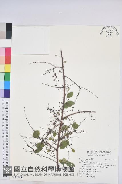 登錄號:S115889藏品圖，第1張