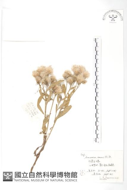 草地風毛菊藏品圖，第1張