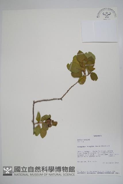 登錄號:S095889藏品圖，第1張