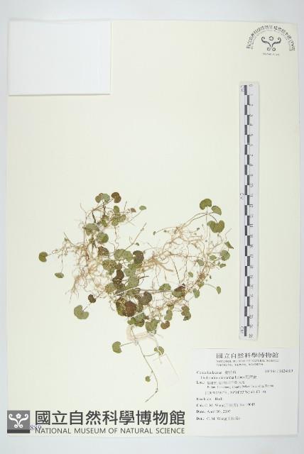 馬蹄金藏品圖，第1張