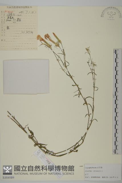 石竹、洛陽花、剪絨花藏品圖，第1張