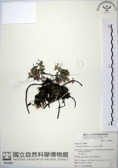 小椒草藏品圖，第1張