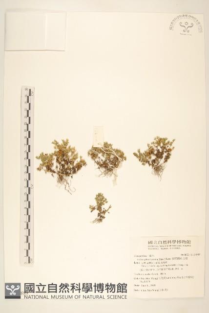 翅果假吐金菊藏品圖，第1張