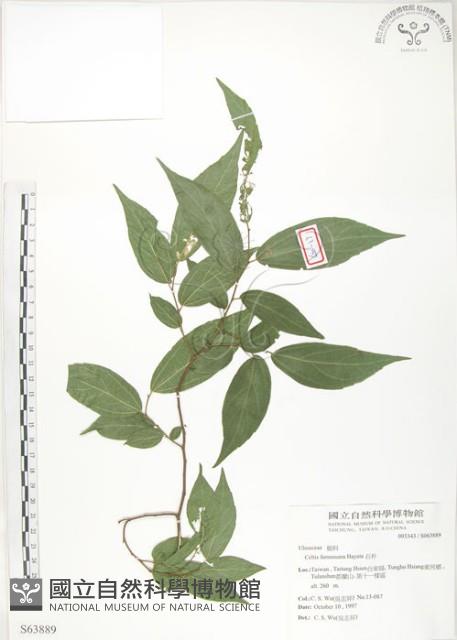 Taiwan Hackberry Collection Image