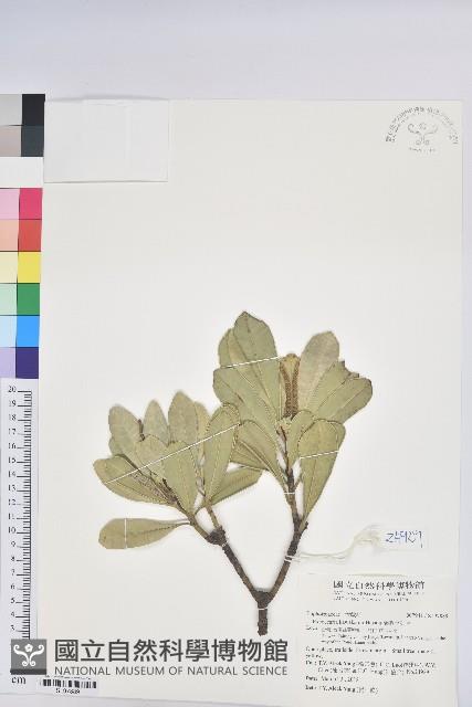 蘭嶼土沉香藏品圖，第1張