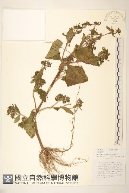 毛梗豨薟藏品圖，第1張