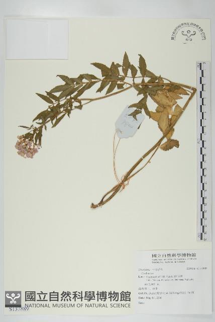 登錄號:S137889藏品圖，第1張