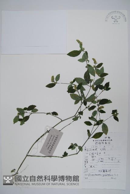 爵床、六角英藏品圖，第1張