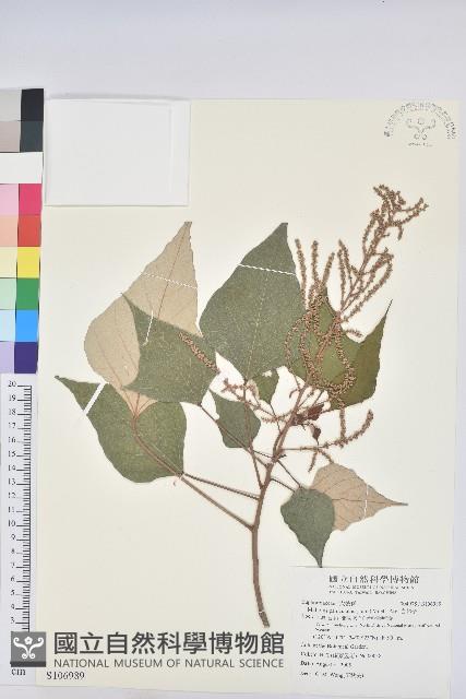 白匏子藏品圖，第1張