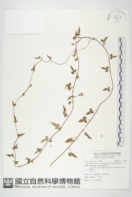 卵葉菜欒藤藏品圖，第1張