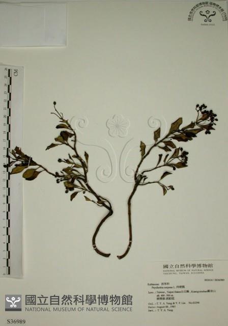 拎壁龍藏品圖，第1張