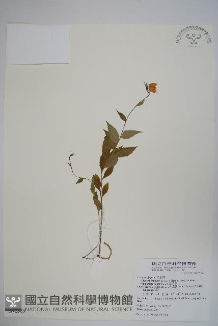 高山沙參藏品圖，第1張