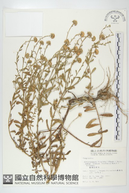 臺灣狗娃花藏品圖，第1張