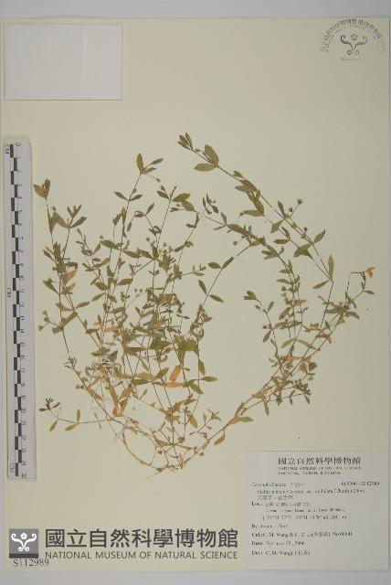 天蓬草、雀舌草藏品圖，第1張