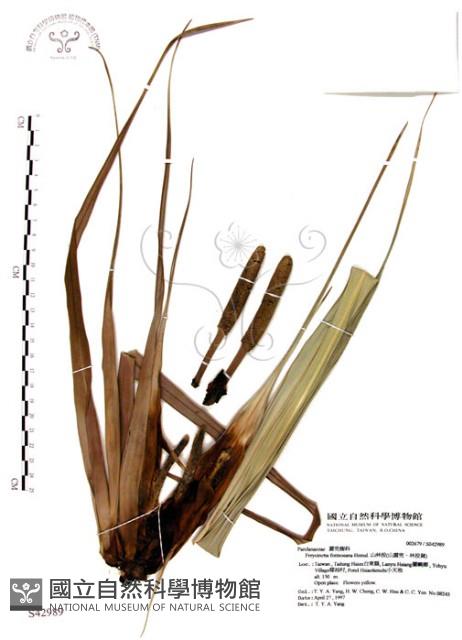 山露兜、山林投、林投舅藏品圖，第1張