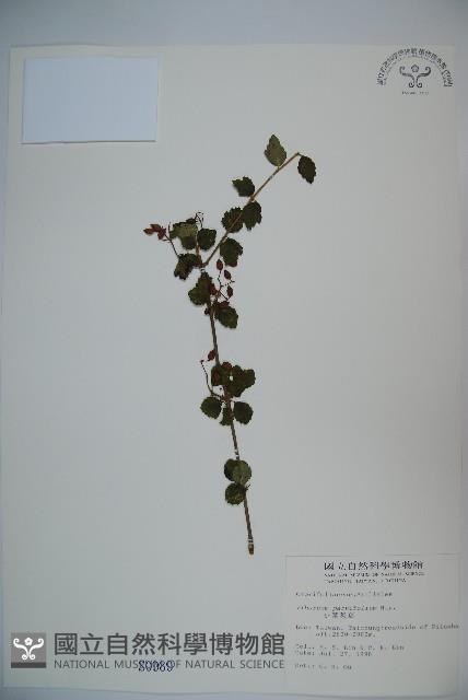 小葉莢迷藏品圖，第1張