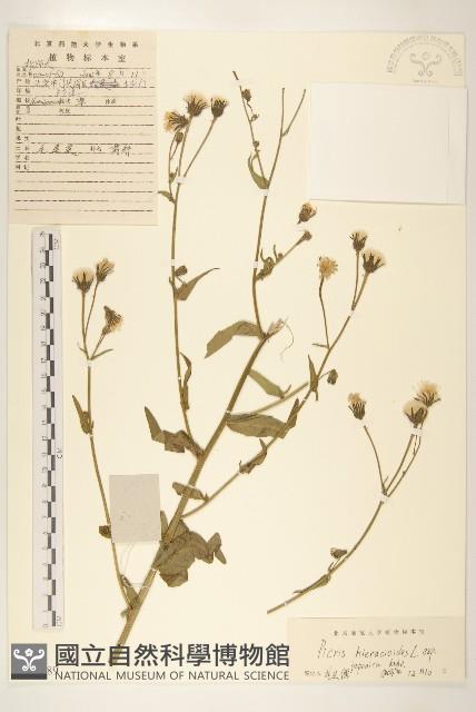 毛蓮菜藏品圖，第1張