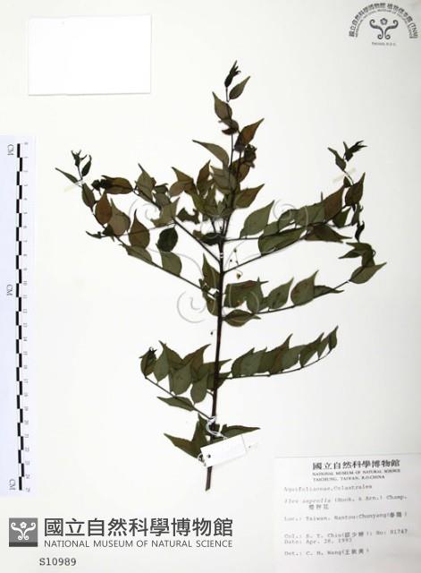 燈稱花、烏雞骨藏品圖，第1張