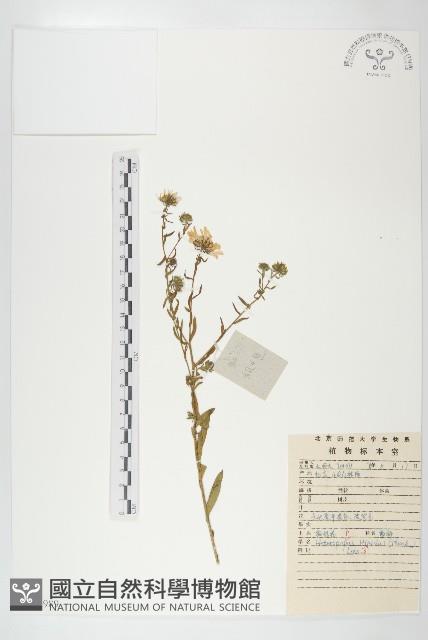 狗娃花藏品圖，第1張