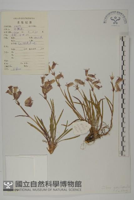 細蠅子草藏品圖，第1張