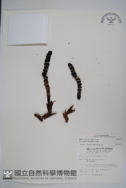 穗花蛇菰藏品圖，第1張