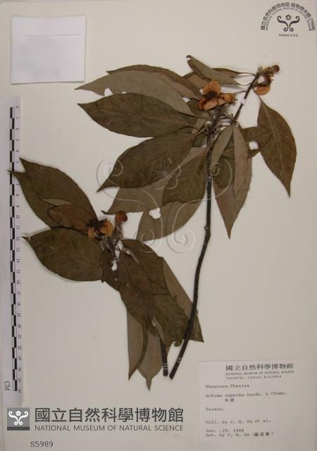 木荷藏品圖，第1張