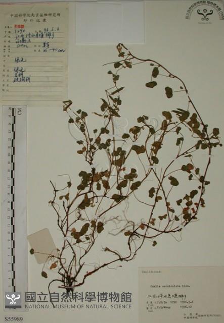 酢漿草藏品圖，第1張