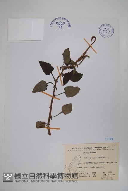 狗尾草藏品圖，第1張