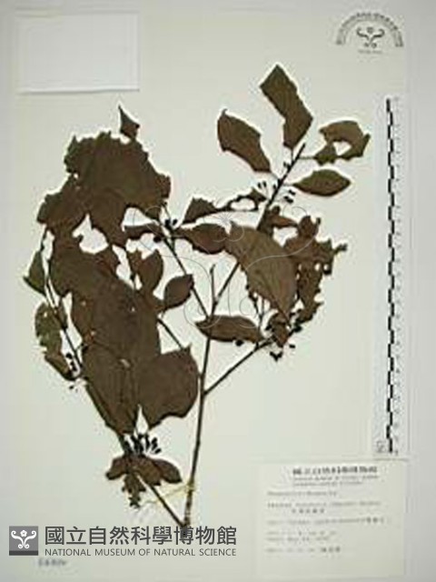 中原氏鼠李藏品圖，第1張