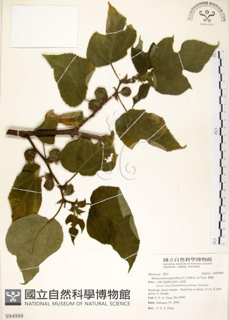 構樹藏品圖，第1張